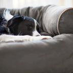 Orthopaedic Dog Bed – joint support cushioning, machine washable