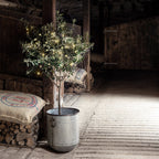 Outdoor Fairy Lights – warm white LEDs, battery powered, green cable